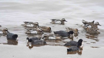 Çıkrıkçın ördekleri Van Gölü sahilinde görüntülendi