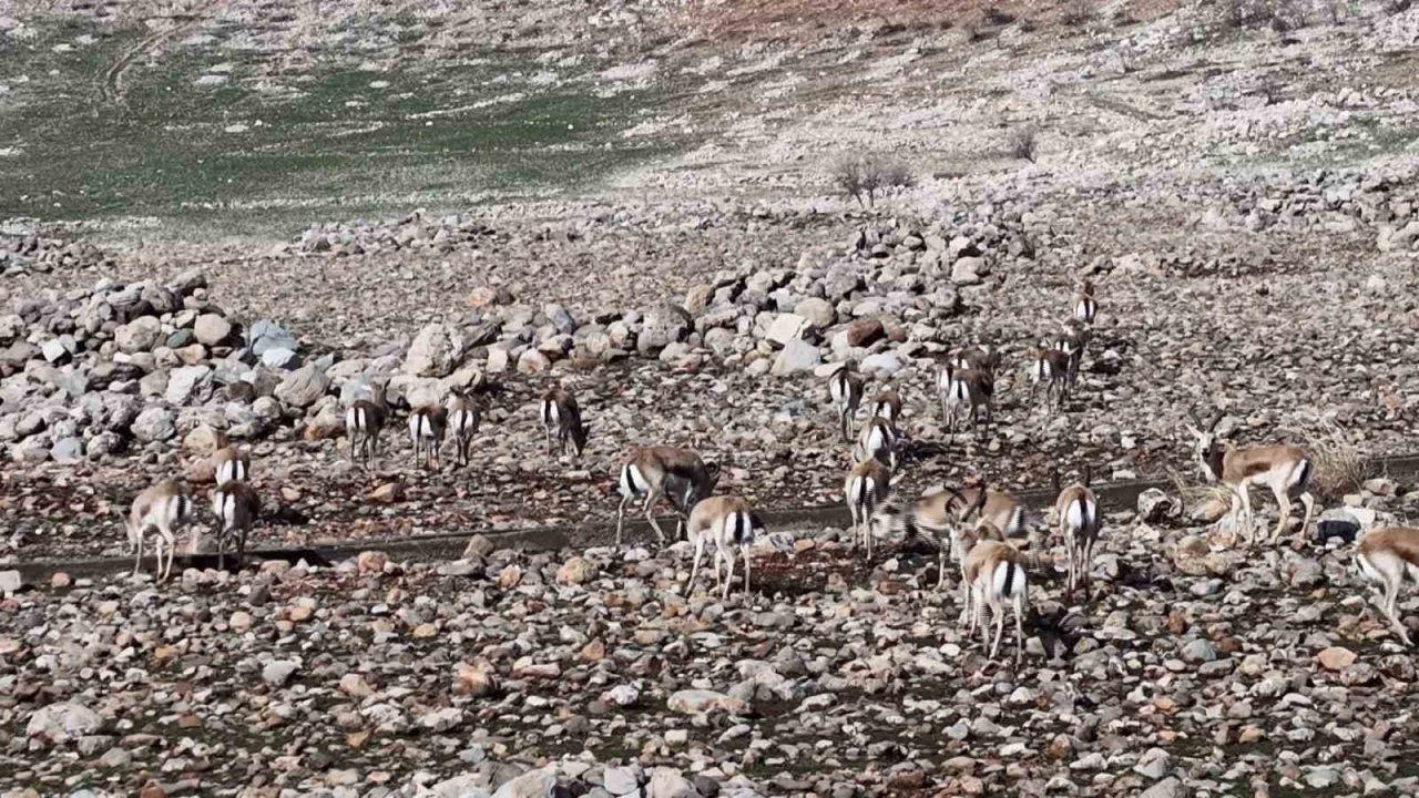 Cudi Dağında ceylan popülasyonu 165’e ulaştı