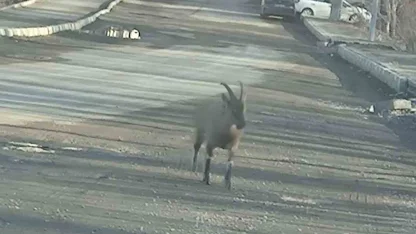 Dağ keçisi ilçe merkezine indi: Vatandaşları hayrete düşürdü