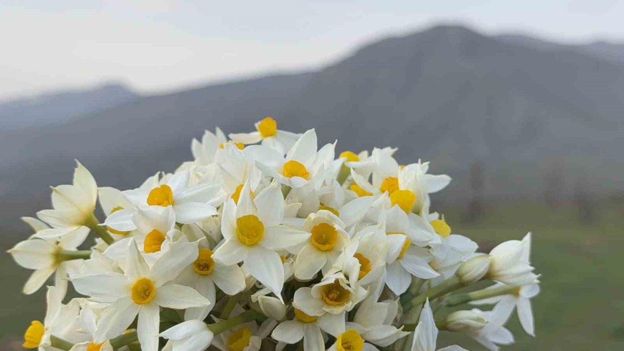 Derecik ilçesinde bahar yüzünü gösterdi