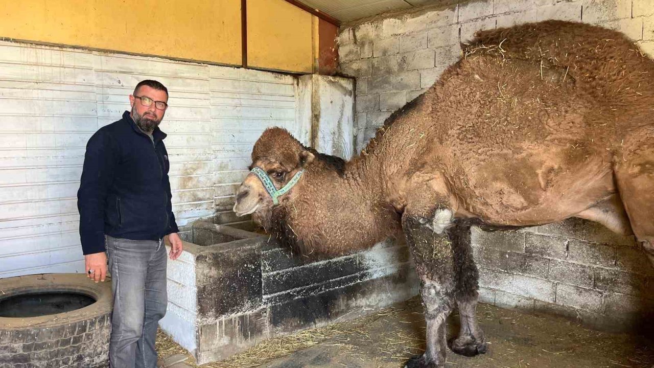 Deve güreşleri iptal edilince develer dinlenmeye çekildi