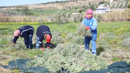Didim’de ada çayı hasadı yapıldı