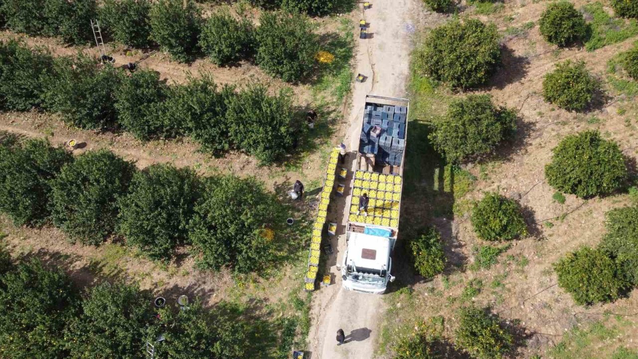 Dikenli limon üreticinin yüzünü güldürdü