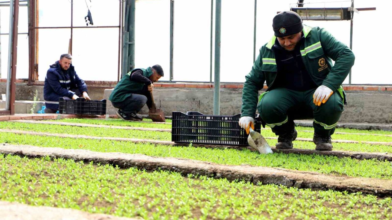 Diyarbakır’a 2 milyon Çin karanfili ekilecek