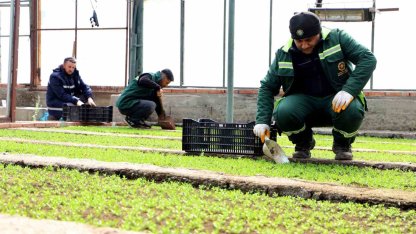 Diyarbakır’a 2 milyon Çin karanfili ekilecek
