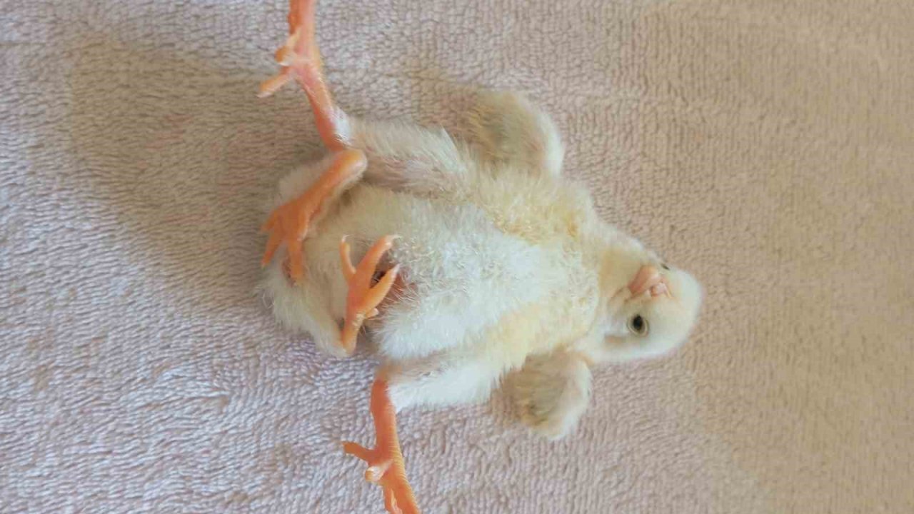 Diyarbakır’da dört ayaklı civciv şaşırttı