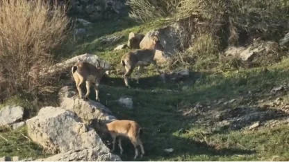 Diyarbakır’da popülasyonu hızlı artan dağ keçileri görüldü