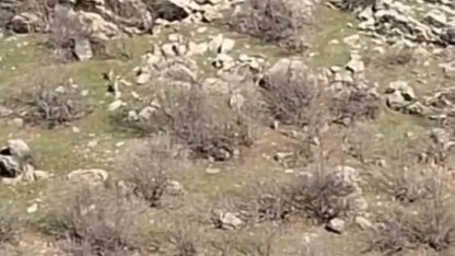 Diyarbakır’da sürü halinde dağ keçileri görüntülendi
