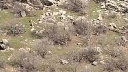 Diyarbakır’da sürü halinde dağ keçileri görüntülendi