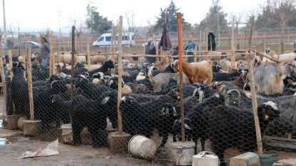 Diyarbakır’da vatandaşlar sofralara bırakacağı eti canlı hayvan pazarından almayı tercih ediyor