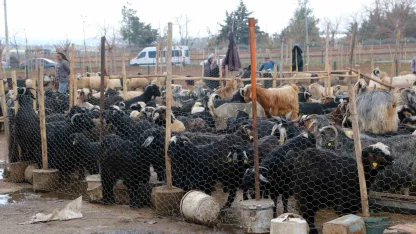 Diyarbakır’da vatandaşlar sofralara bırakacağı eti canlı hayvan pazarından almayı tercih ediyor