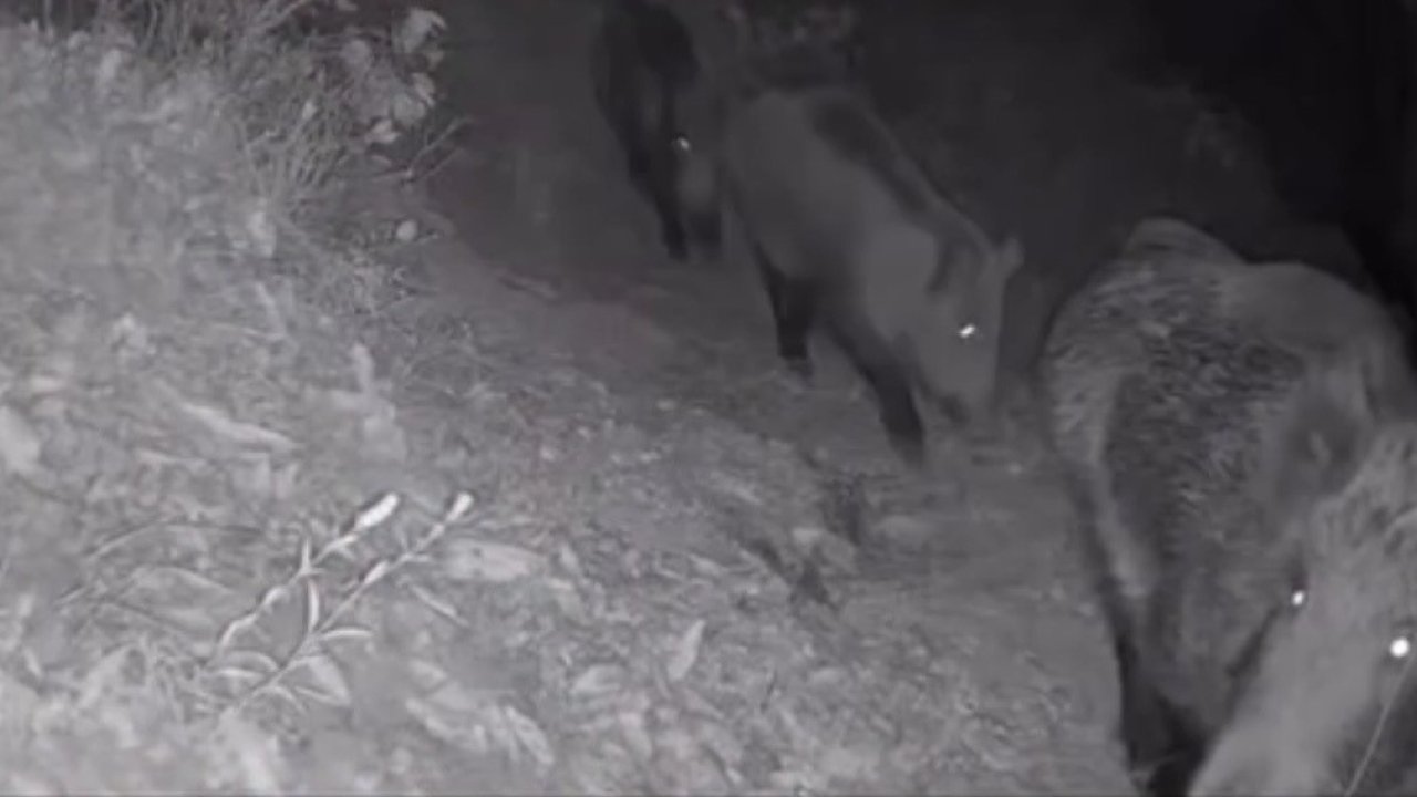 Diyarbakır’da yaban hayvanları foto kapana yakalandı