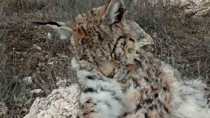 Doğada nadir görülen vaşak ölü bulundu