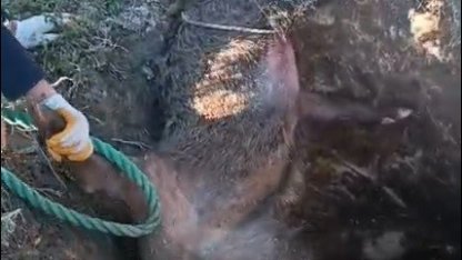 Düştüğü çukurda mahsur kalan yaban domuzunu vatandaşlar kurtardı