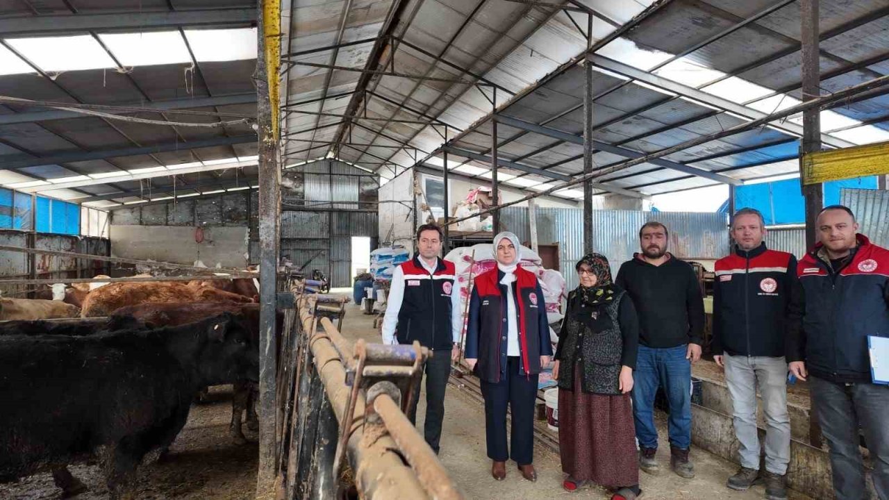 Düzce’de kadın yetiştiriciye etçi ırk düve desteği