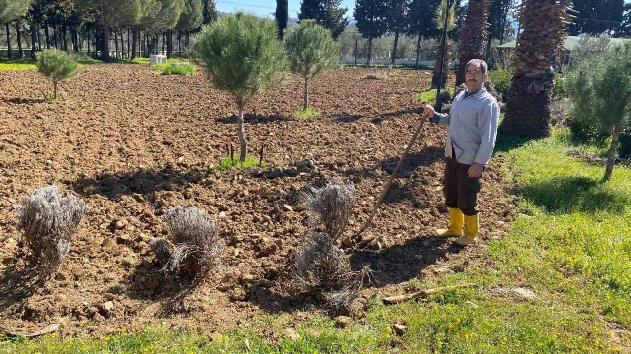 Edremit Meslek Yüksekokulu’nda lavanta bahçesi için dikim çalışmaları başladı
