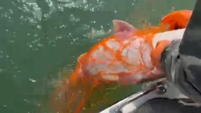 Elazığ’da 30 kiloluk dev Fırat turnası yakalandı