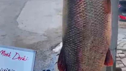 Elazığ’da 97 kilogram turna balığı yakalandı