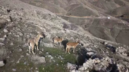 Elazığ’da dağ keçileri dron ile görüntülendi