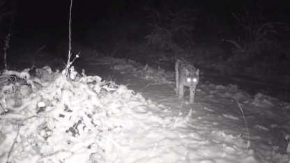 Erzincan’da yaban hayatı fotokapanla görüntüleniyor