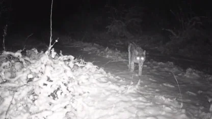 Erzincan’da yaban hayatı fotokapanla görüntüleniyor