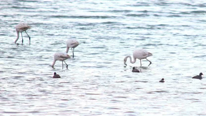 Flamingolar Van Gölü Havzası’na geri döndü