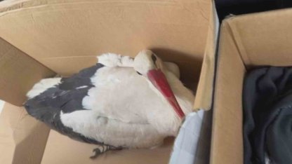 Göç yolundaki leyleklere av tüfeğiyle ateş ettiler