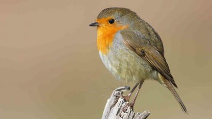 Göçmen kuşların uğrak noktası Türkiye: 2025’te 34 bin 360 kuş halkalandı