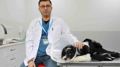 Görenler gözlerine inanamadı: Köpeğin karnından 140 taş çıktı