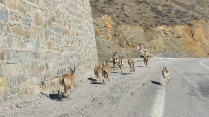 Gümüşhane’de yaban keçileri yavrularıyla birlikte görüntülendi