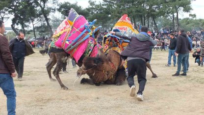 Güreşçi develer, bir yıl sonra sahalara geri döndü