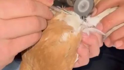 Güvercinin ayağına dolanan demir bilezik itfaiye ekibince çıkartıldı