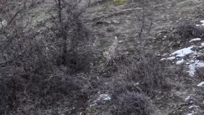 Hasköy’de tilkilerin dron ile imtihanı