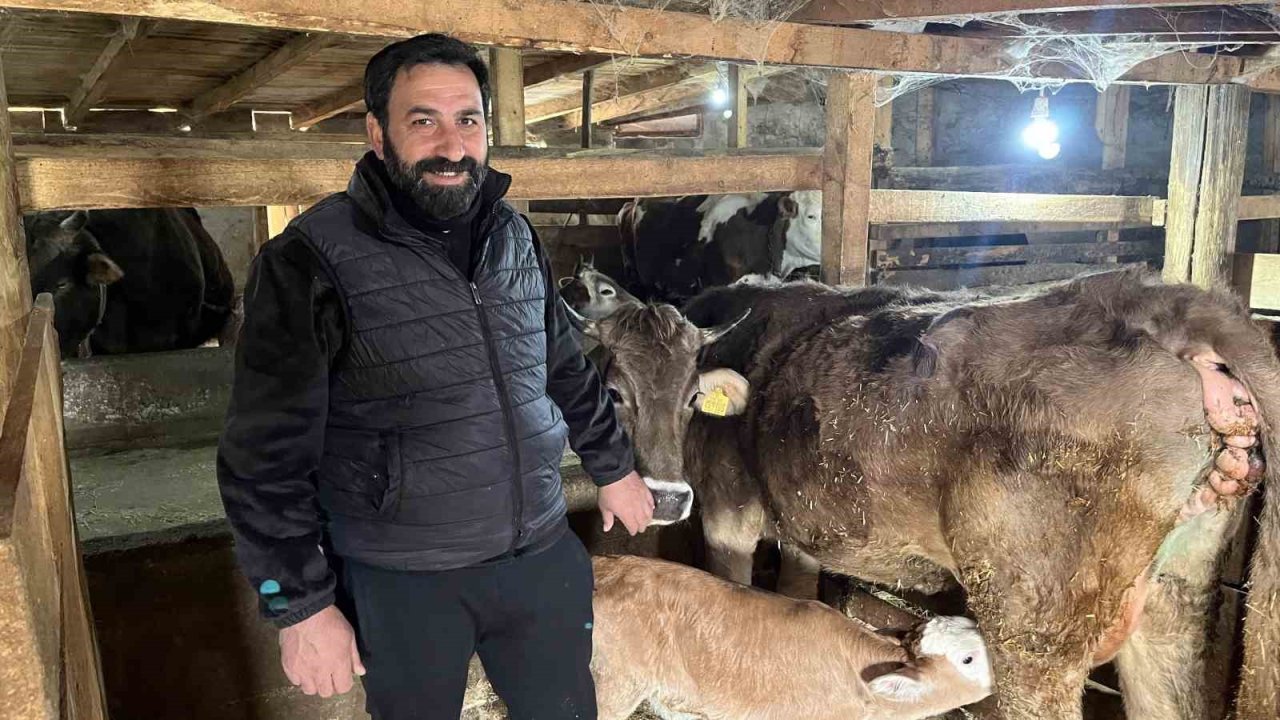 Hasta doğan buzağıları buhar makinesiyle hayata bağlıyor