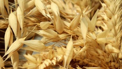 Hüyük’te yulaf üretimine demonstrasyon desteği