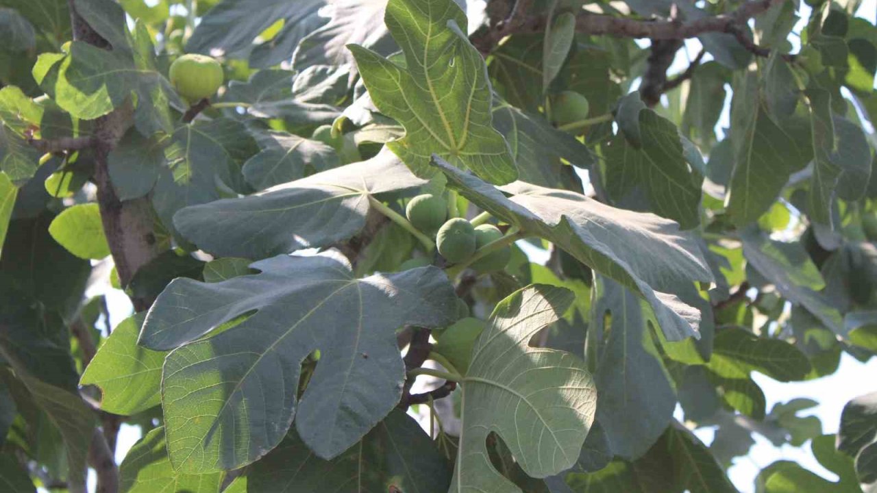 İncir üretiminde yenilenebilir enerjinin etkisi araştırılacak