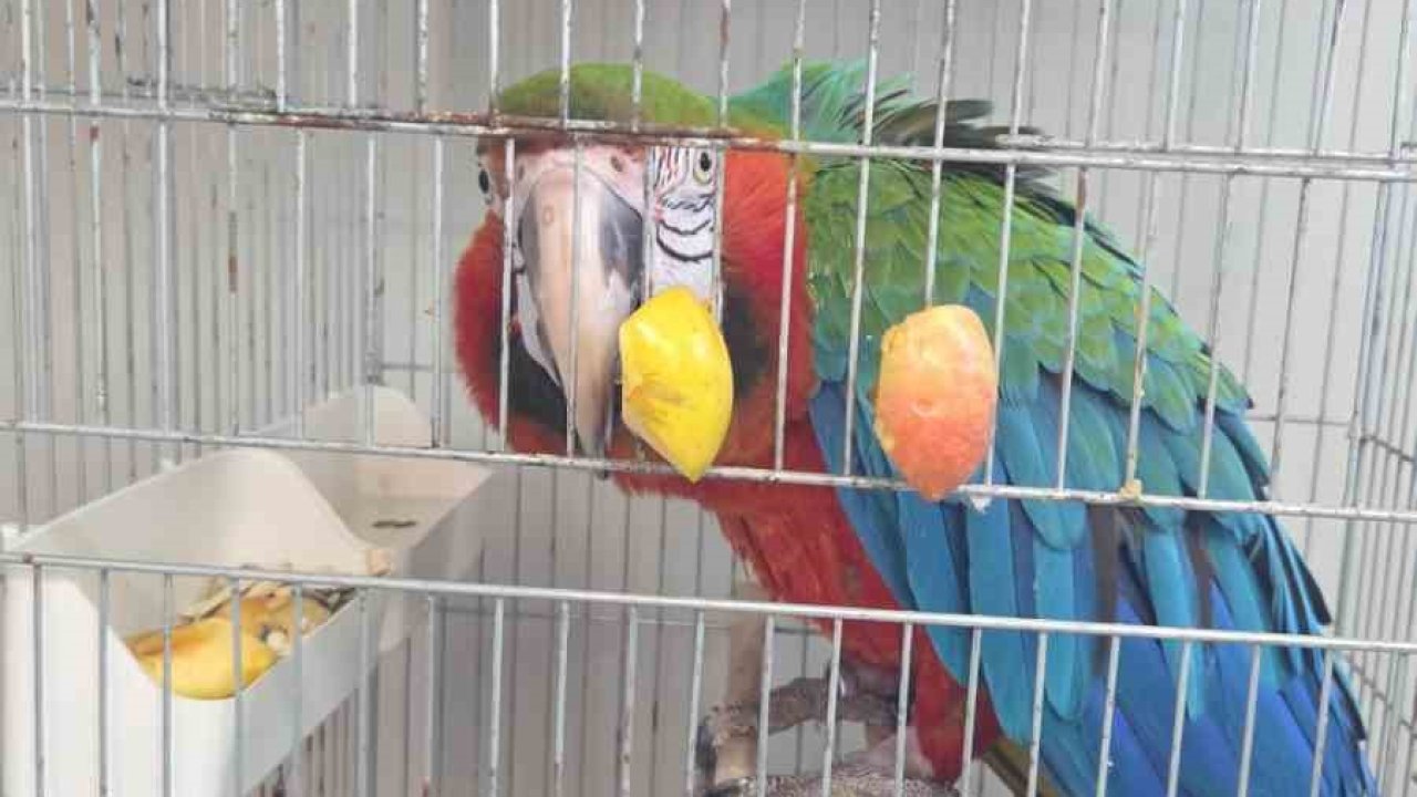 İpsala Sınır Kapısında kaçak papağan girişimi