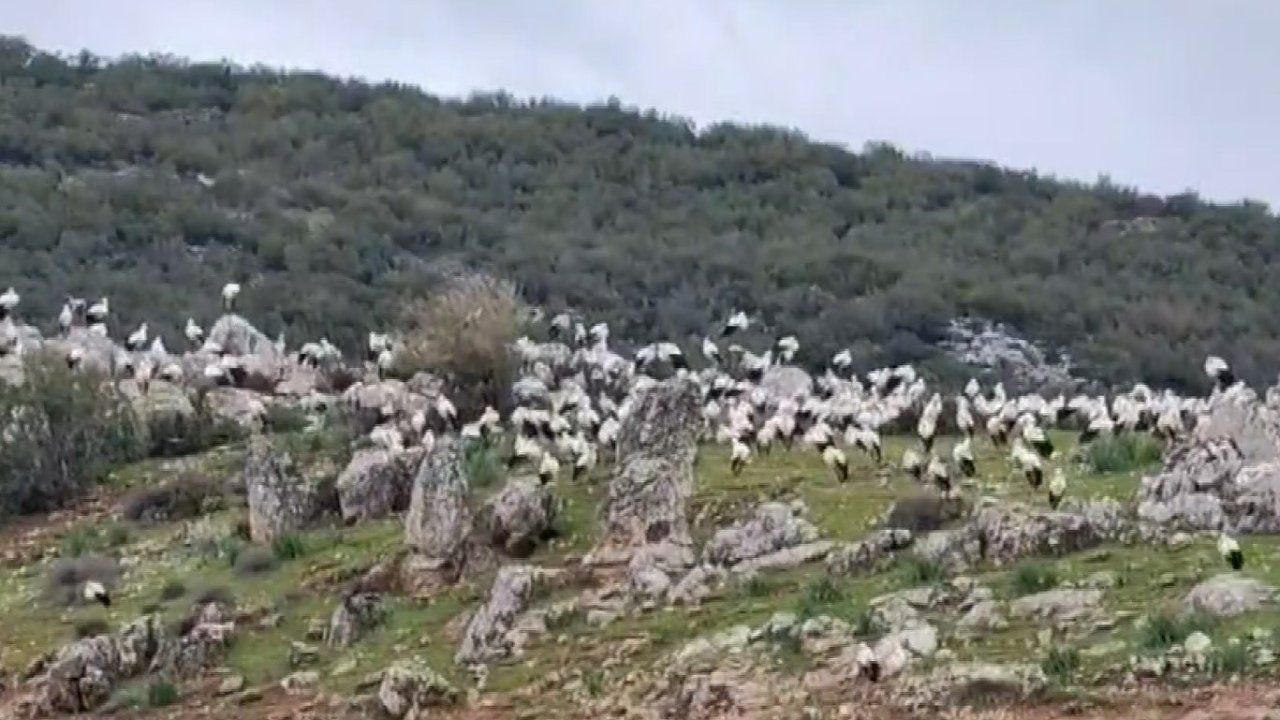 İslahiye’de leylek akını