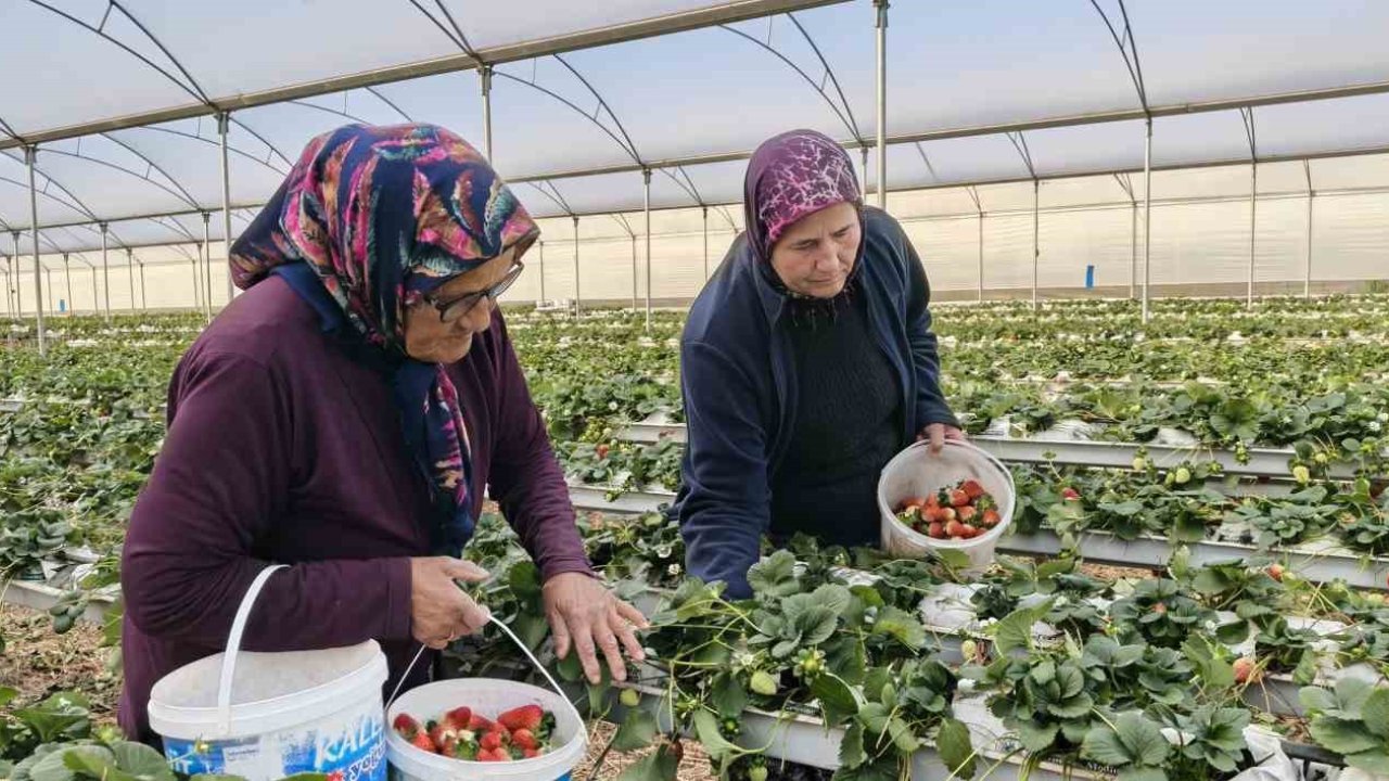 Kadınlar Gününü tarlada çalışarak kutladılar