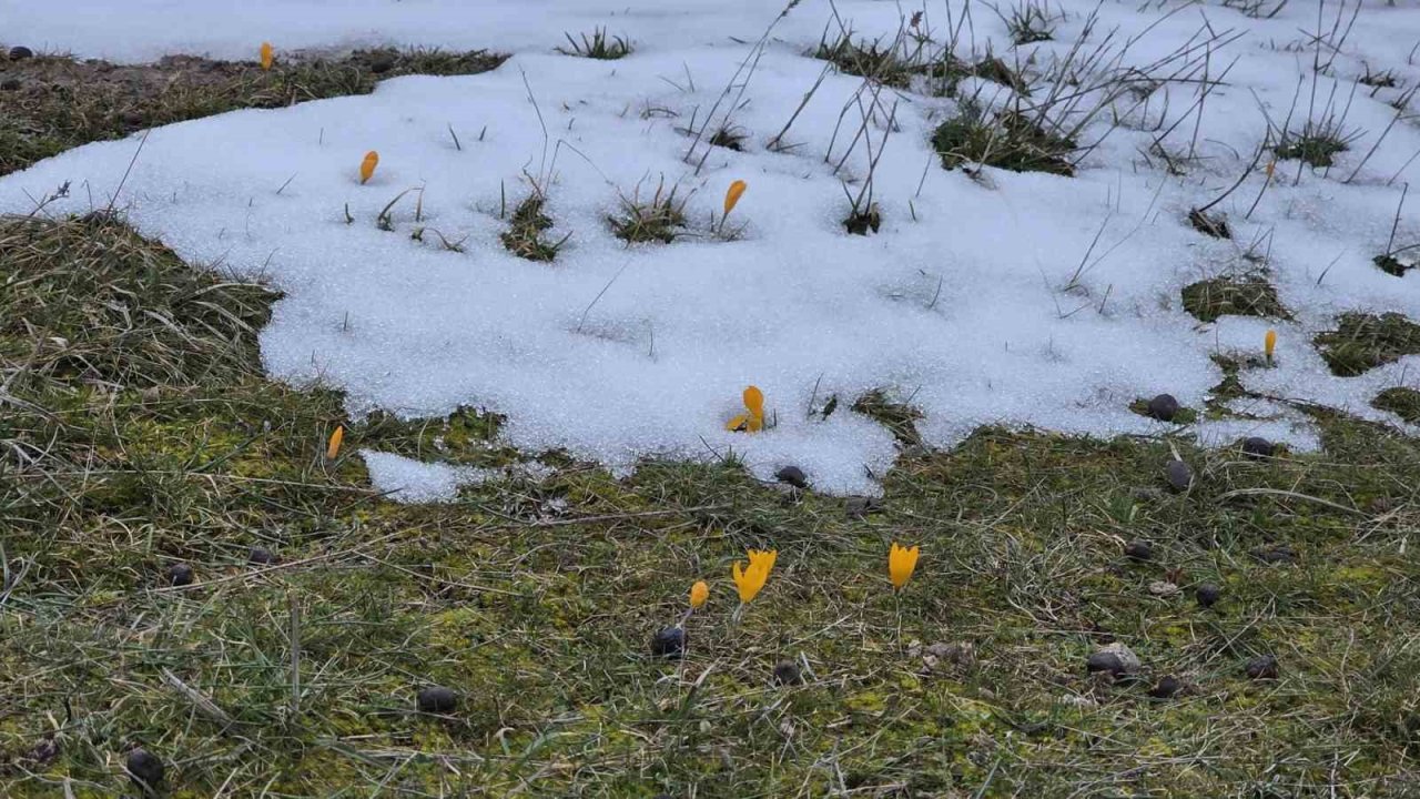 Kar ve çiçek açan çiğdemler yan yana