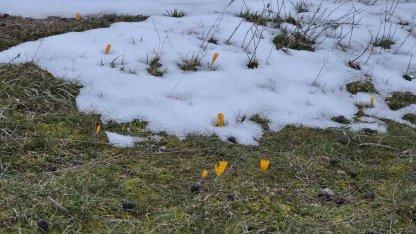 Kar ve çiçek açan çiğdemler yan yana