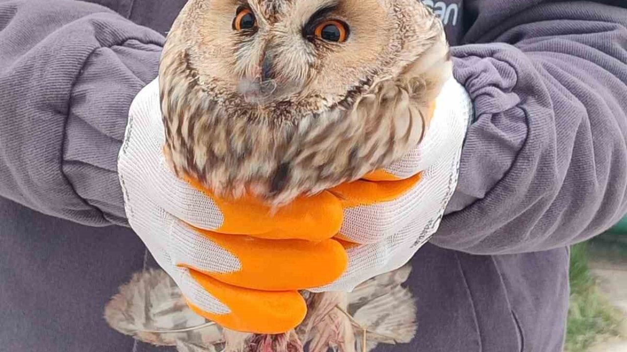 Karapınar’da yaralı baykuş tedaviye alındı