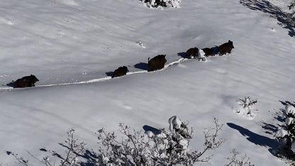 Karlı arazide ilerleyen domuz sürüsü havadan görüntülendi