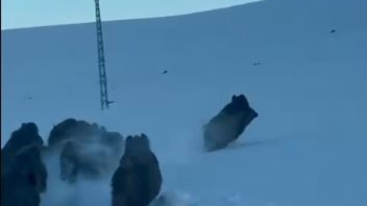 Karlı köy yolundaki domuz sürüsü kamerada