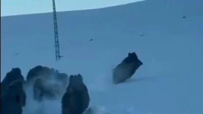 Karlı köy yolundaki domuz sürüsü kamerada