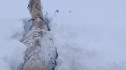 Kars’ta bu kez at kara saplandı
