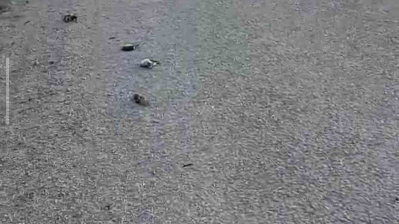 Kastamonu’da onlarca kuş yolda telef olmuş halde bulundu