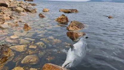 Kınalıada Sahili’nde üzücü görüntü: Ölü yunus kıyıya vurdu