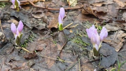 Kış şartlarının devam ettiği Şırnak’ta çiçekler açtı
