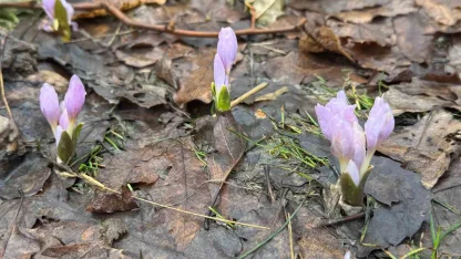 Kış şartlarının devam ettiği Şırnak’ta çiçekler açtı
